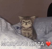 a kitten is sitting on a bed next to the words morning sista and a heart