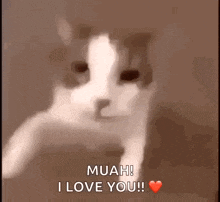 a close up of a cat with a heart and the words muah i love you .