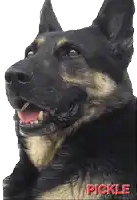 a close up of a german shepherd with the name pickle on it