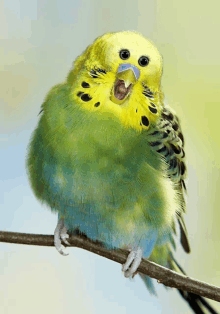 a yellow and blue parakeet is perched on a branch with its beak open