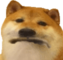 a close up of a shiba inu dog making a face .