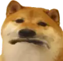 a close up of a shiba inu dog making a face .