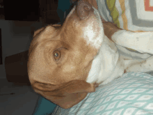 a brown and white dog laying on a bed with a striped blanket