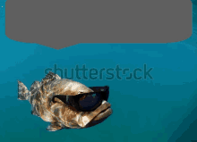 a fish wearing sunglasses is swimming in the ocean with a speech bubble above it