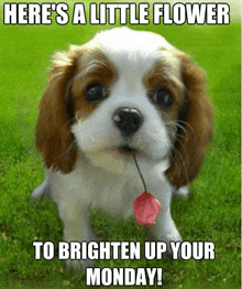 a brown and white puppy is holding a flower in its mouth and says here 's a little flower to brighten up your monday