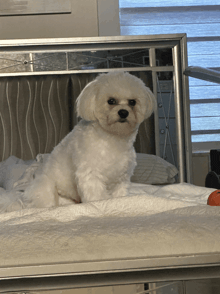 a small white dog is sitting on a bed with a mirror in the background