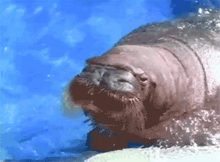 a hippopotamus is swimming in a blue pool