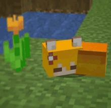 a yellow fox is laying on the grass next to a flower in a minecraft world .