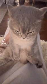 a cat is sitting on a person 's lap with a tiktok watermark