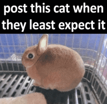 a rabbit in a cage with the words post this cat when they least expect it above it