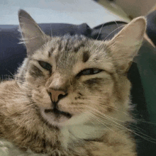 a cat is laying down on a couch with its eyes closed .