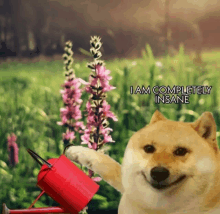 a dog is holding a red watering can in front of a flower and says i am completely insane