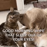 a dog and a cat are looking at each other and the dog is saying good morning wipe that sleep out of your eyes .