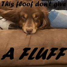 a brown dog laying on a couch with the words this floof don 't give a fluff