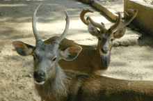 two deer with long horns are laying on the ground and looking at the camera