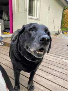 a black dog standing on a wooden deck in front of a white house