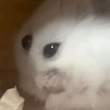 a close up of a white hamster eating a piece of food .