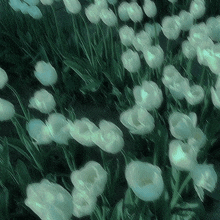 a bunch of white flowers are growing in the grass