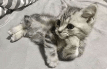 a small kitten is laying on a bed with its paw on its chin .