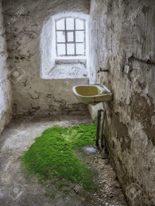 an old bathroom with a sink and a window and green moss on the floor .