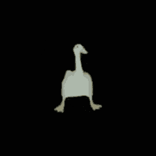 a white goose with a yellow beak is standing on its hind legs on a black background .