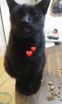 a black cat with red hearts on its chest