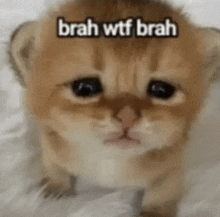 a small kitten is sitting on a bed with a caption that says `` brah wtf brah '' .