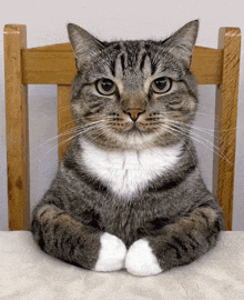 a cat sitting on a wooden chair with its paws crossed