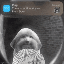 a dog is holding a fan of money in front of a ring app