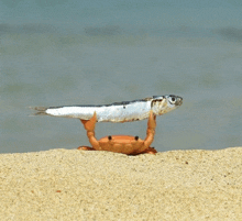 a crab carrying a fish on its claws on the beach