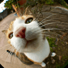 a close up of a cat 's face looking up