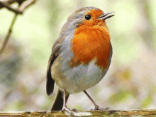 a small bird with orange and grey feathers is perched on a tree branch