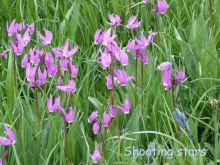 a field of purple flowers with the words shooting stars written on the bottom