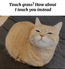 a cat is sitting on a couch with the words touch grass how about i touch you instead on the bottom