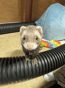 a small ferret is standing on a black pipe