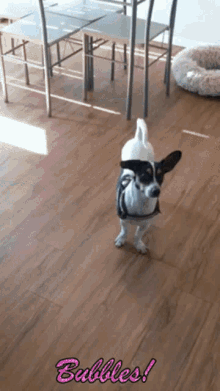 a black and white dog wearing sunglasses is standing on a wooden floor with the words bubbles written above it