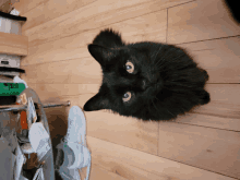 a black cat is looking up at the camera while sitting on a wooden floor