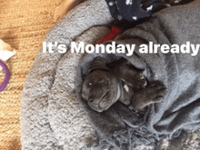 a puppy is wrapped in a blanket with the words it 's monday already above it