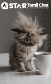 a kitten sitting next to a cup of coffee with a star tamil chat logo in the background