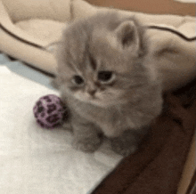 a small kitten is sitting next to a leopard print ball on a table .