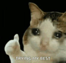 a crying cat is giving a thumbs up and saying `` trying my best '' .