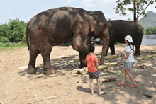 a boy in an orange shirt is feeding an elephant a piece of sugar cane