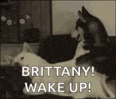 a couple of cats laying on top of each other on a couch with the words `` brittany ! wake up ! ''