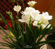 a bunch of white flowers in a pot with the words pagino pe umele frumusete