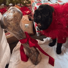 a black pug dog in a red dress is holding a large bone with a red ribbon .