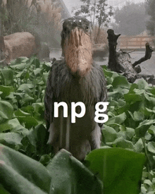 a bird with a large beak is standing in a field with np g written on the bottom of it