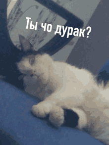 a cat laying on a blue couch with the words " ты чо дурак " written above it