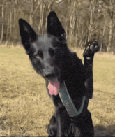 a black dog wearing a green collar is standing in a field