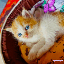 an orange and white kitten is laying on a pillow that says home