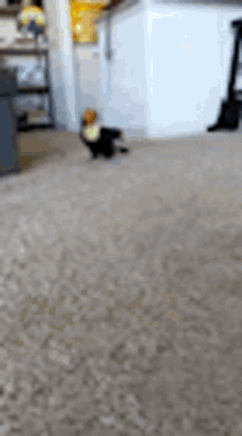 a dog is walking on a carpet in a room .